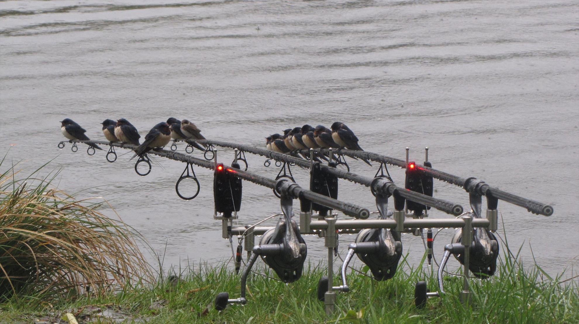 Carp Fishing - 1531939101537367333604111088482494o.jpg